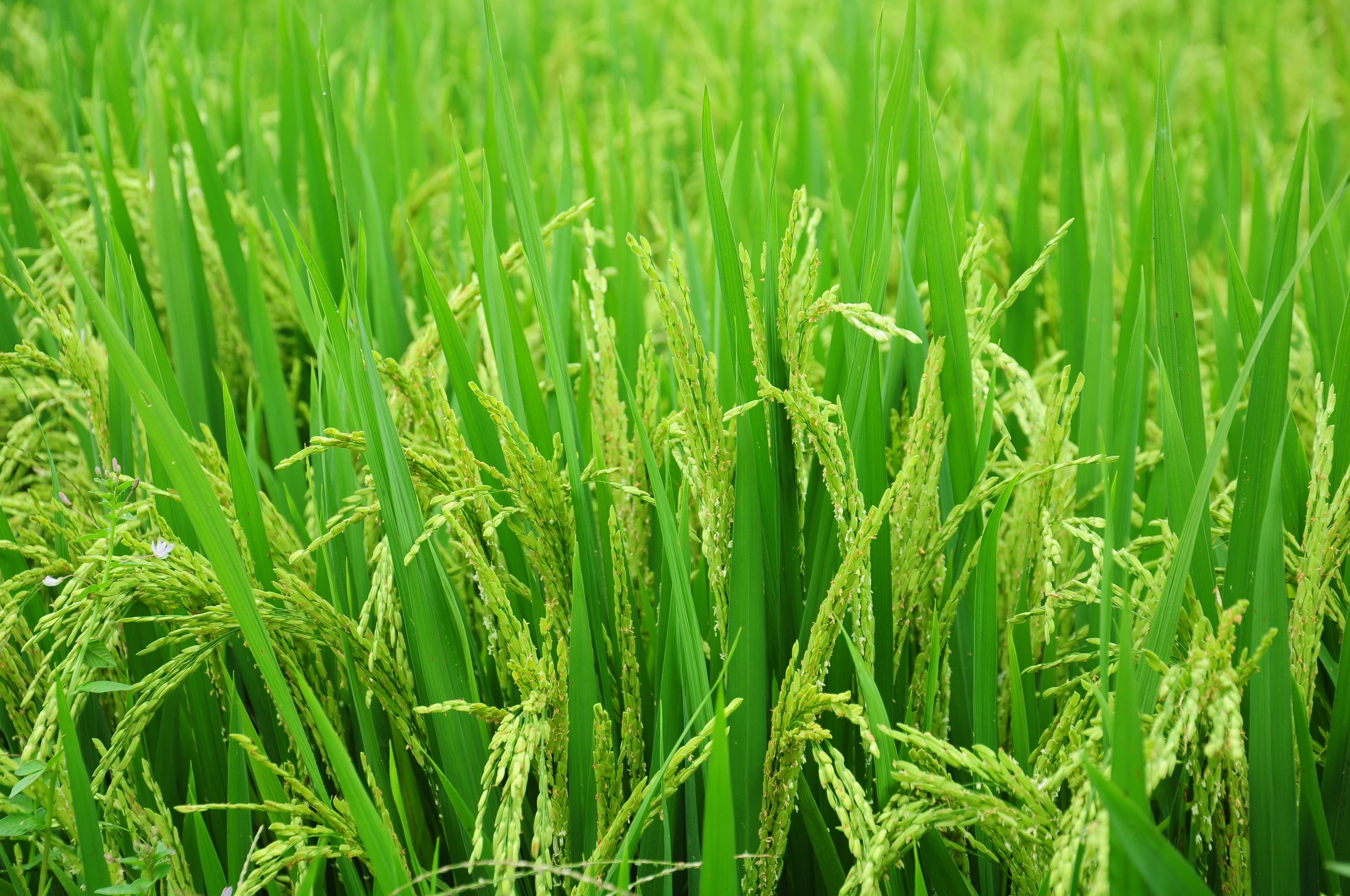 Agriculture & Agri‑Supply Chains